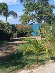 a palm tree in the grass next to a road at Casa na ilha de Itaparica in Itaparica