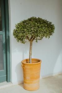 a small tree in an orange pot next to a wall at Sotiris House in Kazaphani