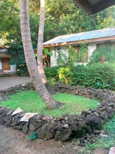 a garden with a palm tree and a rock wall at Cabañas moeVarua en Tahai in Hanga Roa