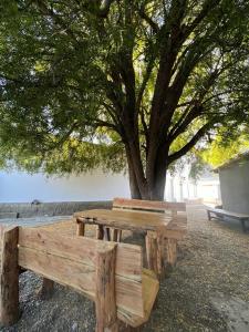 zwei Holzbänke neben einem Baum in der Unterkunft Maiten Tempo 2 in Esquel
