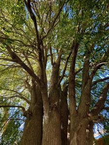 eine Gruppe von Bäumen mit Ästen und Blättern in der Unterkunft Maiten Tempo 2 in Esquel + 6 Fotos