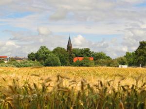 a field of wheat with a church in the background at Bungalow mit Kamin in Ribnitz-Damgarten in Ribnitz-Damgarten