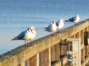 a group of birds sitting on a wooden fence at Bungalow mit Kamin in Ribnitz-Damgarten in Ribnitz-Damgarten