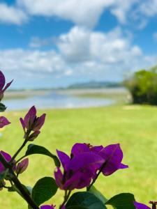 un gruppo di fiori viola con un campo sullo sfondo di Espaço encantador na Lagoa- Morada colorida: lugar de gente feliz! a Xangri-lá