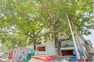 uma árvore a ser plantada em frente a um edifício em OYO Park Inn Guest House em Moradabad