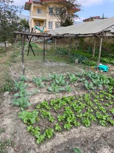 a vegetable garden with a covering in front of a house at Indrayanifarms in Sundarijal