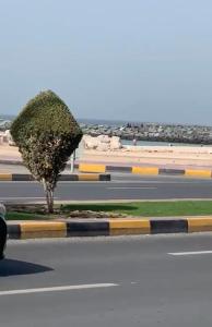 a tree on the side of a road at marena in Ajman 