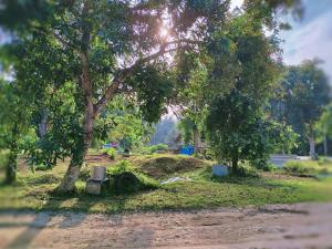 un parco con due alberi e una strada sterrata di Tripovali guest 2 a Ko Phangan