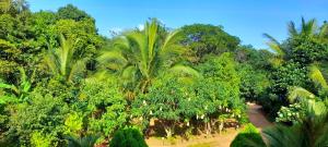 a jungle with palm trees and a dirt road at Prince Villa Sigiriya in Sigiriya
