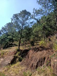 Una colina de tierra con un árbol encima. en TIGOLD Homestay DALAT INN en Dalat