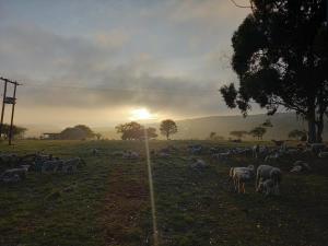 un allevamento di ovini al tramonto che pascola in un prato di The Sandstone Cottage 