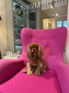 a small dog sitting on a pink chair at Liv'Inn Aparthotel in Kraków