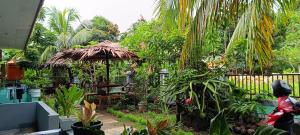 Raja Ampat Sandy Guesthouse外面的花园