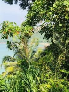 un grupo de árboles y plantas con una playa en el fondo en Laughing Jungle Unawatuna, en Galle