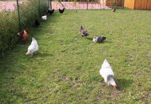 a group of chickens walking around in the grass at Ferienwohnung Rügen in Samtens in Samtens