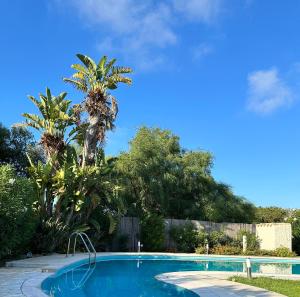 una piscina con una palma sullo sfondo di Domus Siracleto Villa, Notteri, Porto Giunco, pool a Notteri