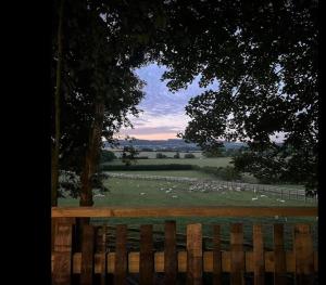 a wooden bench in front of a field with sheep at Tree House in Thirsk