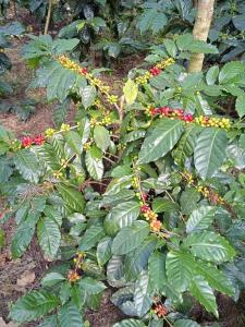 VastāraにあるCoffee Blossom Homestayの緑葉と赤果実がたくさんの木