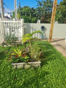 um jardim com plantas em um quintal próximo a uma cerca em Aluguel de quarto em Torres