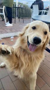 een grote bruine hond op een stoep bij Agriturismo Biologico Sant'Andrea in Castellaneta Marina 