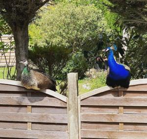 two peacocks standing on top of a wooden fence at Rhea Retreat - Bell Tent in Sittingbourne