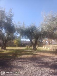 a group of olive trees in a field at Les délices d Aya in Tahannout