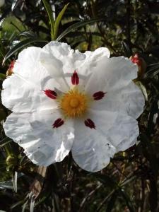 una flor blanca con un centro amarillo en Olive Hostel Lagos, en Lagos