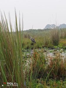 Ein Vogel steht auf einem Sumpffeld mit hohen Gras in der Unterkunft Mabamba Shoebills Watching in Entebbe