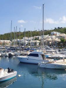a group of boats docked in a harbor at Bateau double cabine proche de la plage in Gourbeyre