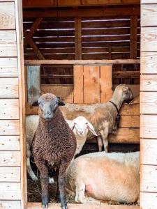 a group of sheep standing in a barn at AGRITURISMO DAL PEROTIN in Caldonazzo