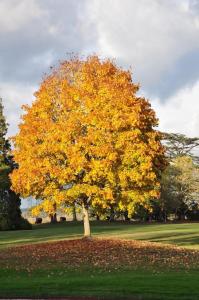 uma árvore amarela no meio de um campo em La Petite Tuilerie em Villefranche-Sur-Cher