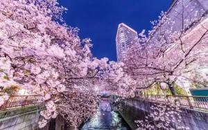 a group of trees with pink flowers over a river at NIYS apartments 53 type in Tokyo