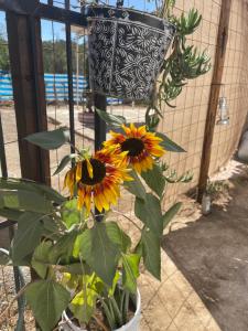 a sunflower in a pot next to a plant at Casa bugambilias in Cabo San Lucas