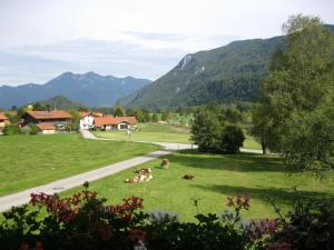 three cows laying in the grass in a field at Schusterbauer-Hof in Schleching +2 photos