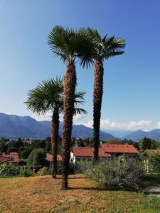 dos palmeras en un campo con una casa en Residenza Nasca mit Schwimmbad, en Castelveccana