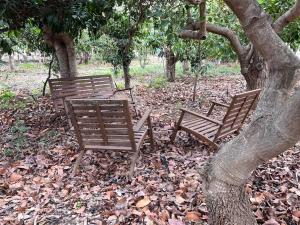 two benches sitting under a tree in the leaves at SUNNY CARMELITO DELUXE in Mogán