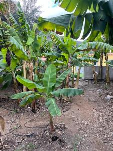 a group of banana trees in a field at SUNNY CARMELITO DELUXE in Mogán