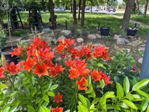 - un bouquet de fleurs orangées dans le jardin dans l'établissement Южен полъх Italian style, à Plovdiv