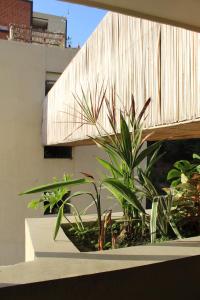 a group of plants on the side of a building at Maramara more to live in Sayulita
