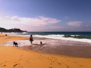 a man and two dogs walking on the beach at Frondavista San Pancho in San Francisco