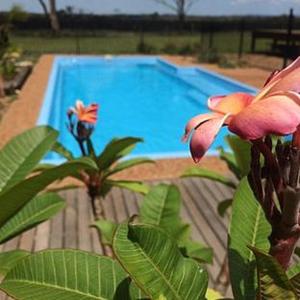 a blue swimming pool in front of a plant at Wallaby Lodges in Pokolbin