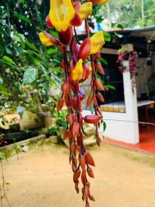 a bunch of red and yellow flowers hanging from a tree at Little Cottage in Ella