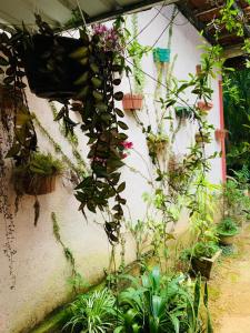 Ein Haufen Pflanzen hängt an der Seite eines Gebäudes in der Unterkunft Little Cottage in Ella