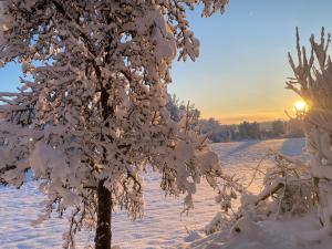 a tree covered in snow with the sun in the background at Cara's house in Ljubljana