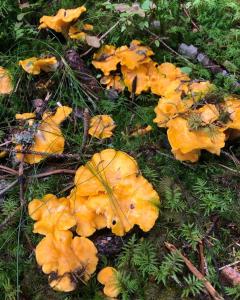 a group of yellow leaves on the ground at Kylås Vildmark in Skillingaryd