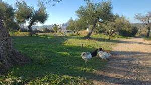 アルコス・デ・ラ・フロンテーラにあるBungalow -escapadas en Arcos de la Fronteraの野原の未舗装道路を歩く鶏2頭