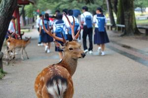 a deer standing in front of a group of people at Apartment Sanjo in Nara