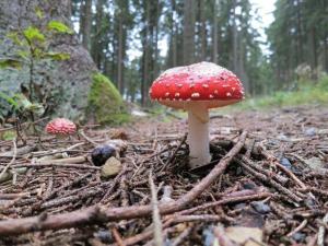 um cogumelo vermelho e branco numa floresta em Ferienwohnung-am-Wurmberg-5 em Braunlage