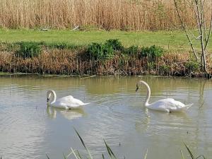 two swans are swimming in the water at Lillibelles lake house, Oak tree farm in Ashford