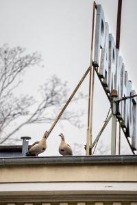 drei Enten auf einem Dach in der Unterkunft Trip Inn Parkhotel Bad Ems in Bad Ems